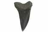 Fossil Broad-Toothed Mako Tooth - South Carolina #340986-1